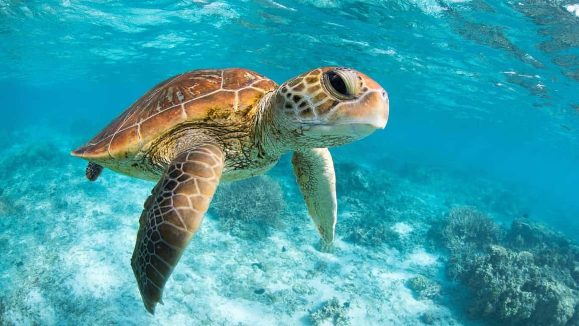 From Riviera Maya: Tulum, Cenote, & Akumal Turtle Swim Trip - Getting There From Riviera Maya: Pickup Options and Bus Time