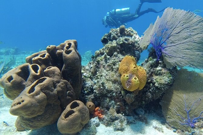 Fun Dive Machine in Playa del Carmen or Cozumel-For Certificates - Key things I’d clock before you go