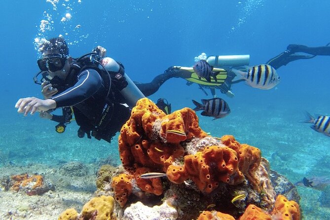 Fun Dive Machine in Playa del Carmen or Cozumel-For Certificates - Playa del Carmen or Cozumel: choosing the reef day that fits your vibe