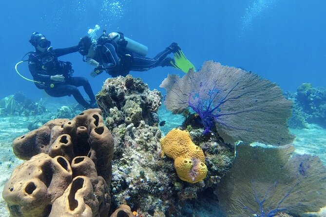Fun Dive Machine in Playa del Carmen or Cozumel-For Certificates - Equipment, snacks, and guide support that reduces stress at entry