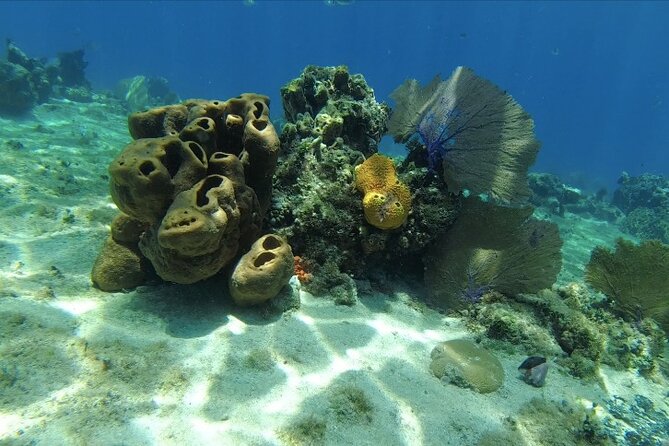 Fun Dive Machine in Playa del Carmen or Cozumel-For Certificates - Playa del Carmen reefs: turtles, stingrays, and two different sites