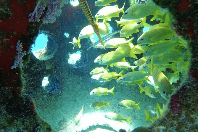 Fun Dive Machine in Playa del Carmen or Cozumel-For Certificates - Cozumel’s two-wall setup: dramatic walls and clear water