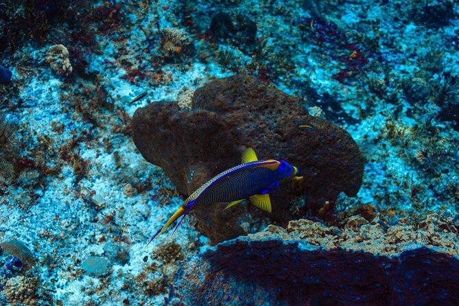 Fun Dive Machine in Playa del Carmen or Cozumel-For Certificates - Who this is best for: certificate level and comfort needs