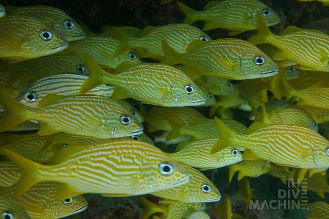 Fun Dive Machine in Playa del Carmen or Cozumel-For Certificates - Meeting point in Playa del Carmen: what to do with your arrival day
