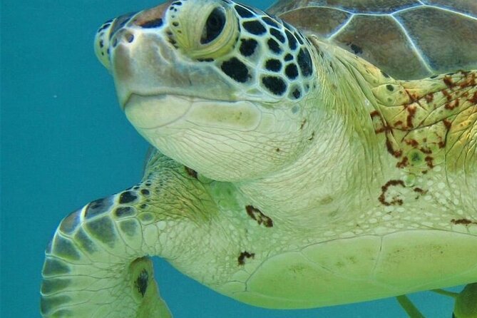 Half Day Akumal Beach Swim and Snorkel with Turtles Experience - Akumal turtle snorkeling: what you should expect in the water