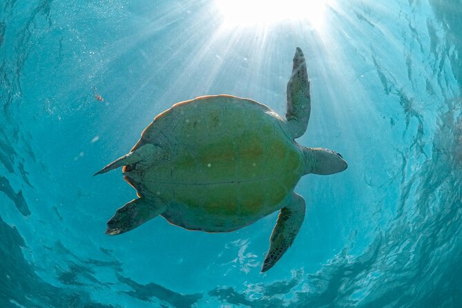 Half Day Akumal Beach Swim and Snorkel with Turtles Experience - Playa del Carmen meeting point and pickup reality