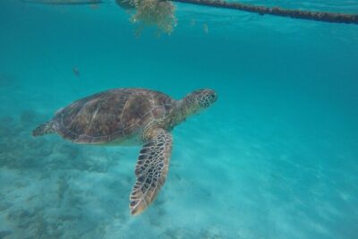 Half Day Akumal Beach Swim and Snorkel with Turtles Experience - The 4-hour timing: how the half-day actually feels
