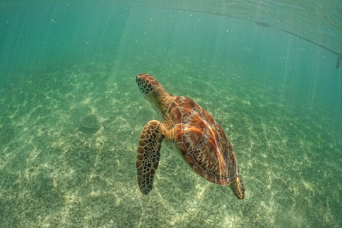 Half Day Akumal Beach Swim and Snorkel with Turtles Experience - Gear, snacks, and the two biggest rules: no sunscreen and the $15 fee