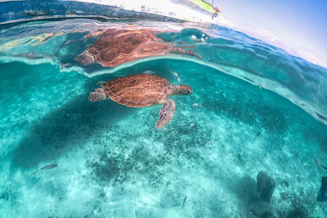 Half Day Akumal Beach Swim and Snorkel with Turtles Experience - Akumal beach time: how to make the 2 hours work for you