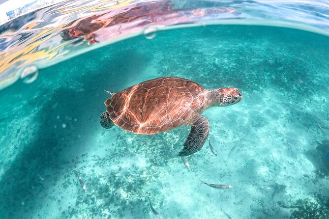 Half Day Akumal Beach Swim and Snorkel with Turtles Experience - Value check: is this worth the money?