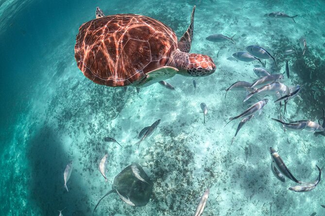 Half Day Akumal Beach Swim and Snorkel with Turtles Experience - Who should book this Akumal turtles swim