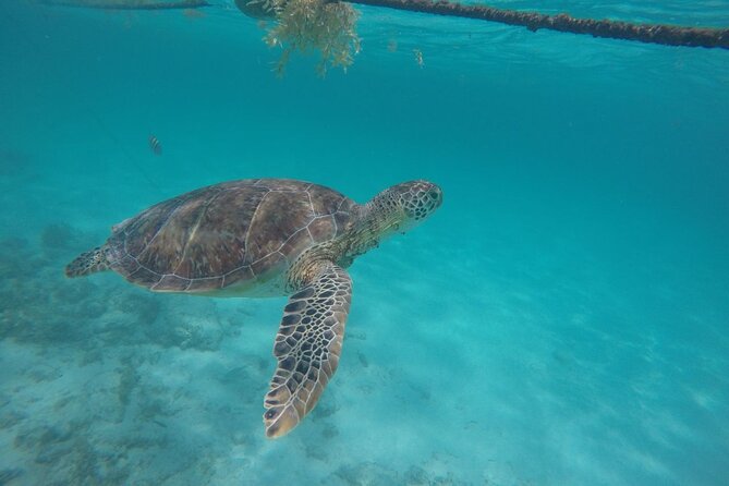 Half Day Akumal Beach Swim and Snorkel with Turtles Experience - The 4-hour timing: how the half-day actually feels
