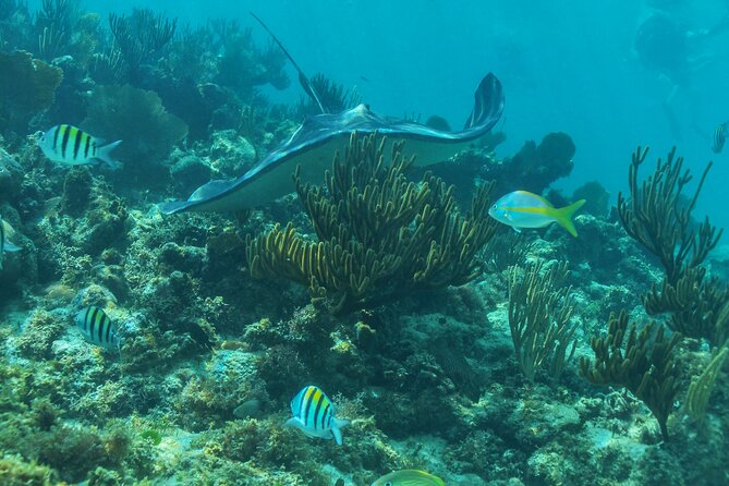 Half-Day Luxury Sailing Experience in Tulum with Open Bar - Snorkeling near Tulum: fun, but plan for variable time in the water