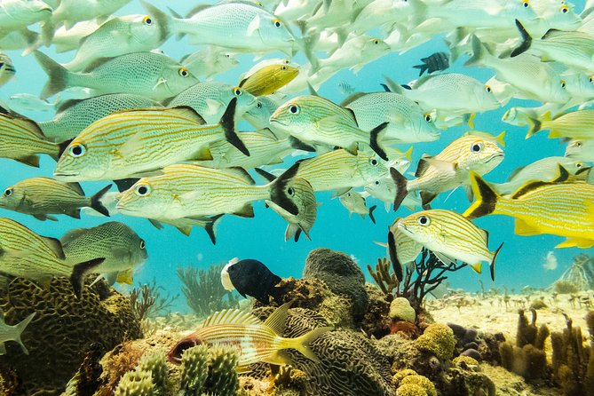 Half-Day Scuba Diving in Playa del Carmen for Small-Group - A Small-Group Reef Session With Safety First