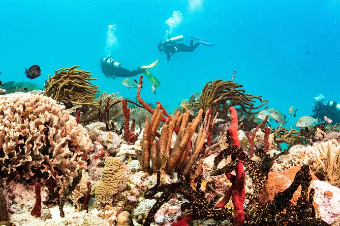 Half-Day Scuba Diving in Playa del Carmen for Small-Group - Price and Gear Reality: What $100 Covers (and What It Doesn’t)