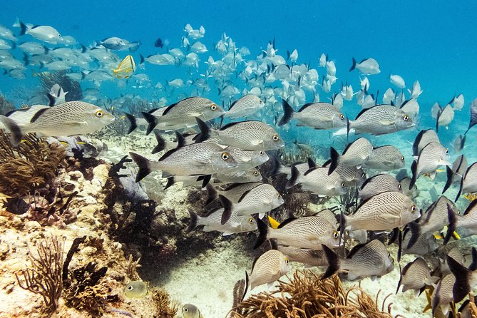 Half-Day Scuba Diving in Playa del Carmen for Small-Group - From the Meeting Point to the Boat: How the Half-Day Unfolds