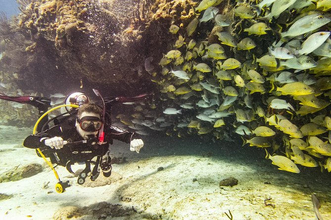 Half-Day Scuba Diving in Playa del Carmen for Small-Group - What You’ll See: Coral Reefs, Fish, Morays, and Turtles
