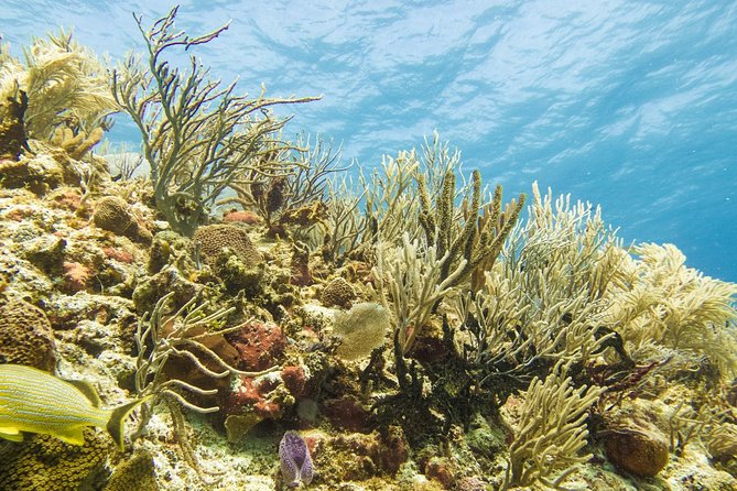 Half-Day Scuba Diving in Playa del Carmen for Small-Group - Guides, Communication, and Safety Tone