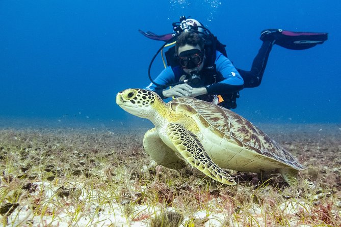 Half-Day Scuba Diving in Playa del Carmen for Small-Group - Quick Practical Tips for Your Day