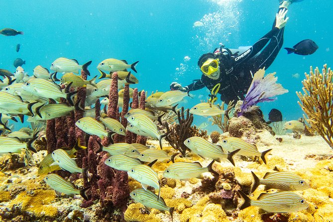 Half-Day Scuba Diving in Playa del Carmen for Small-Group - Morning vs Afternoon: Pick the Right Slot for Your Recent Skills