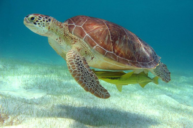Half-Day Sea Turtle and Cenote Snorkeling Tour from Cancun & Riviera Maya - Price and value: what you’re paying for (and what can cost extra)