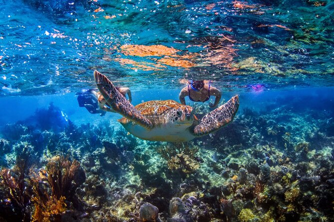 Hidden Cenote Swim: Snorkeling, Sea Turtles and Beachside Lunch - Key Things You’ll Like About This Tour