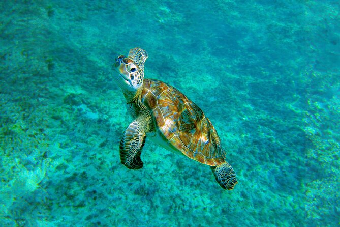 Hidden Cenote Swim: Snorkeling, Sea Turtles and Beachside Lunch - How the Timing and Pickup Actually Works From Real Life