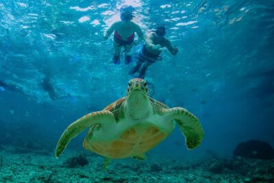 Hidden Cenote Swim: Snorkeling, Sea Turtles and Beachside Lunch - Akumal Beach Snorkeling With Sea Turtles: What the Swim Really Feels Like