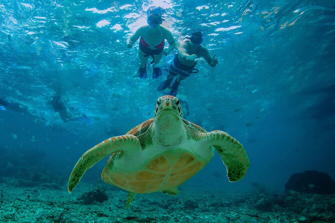 Hidden Cenote Swim: Snorkeling, Sea Turtles and Beachside Lunch - Akumal Beach Snorkeling With Sea Turtles: What the Swim Really Feels Like