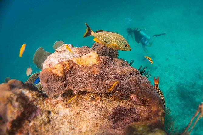 Local Dive in Playa del Carmen - Boat Time and Surface Intervals: Why It Matters for Comfort