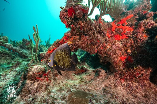 Local Dive in Playa del Carmen - Price and Value: Is $155 Fair for What You Get?