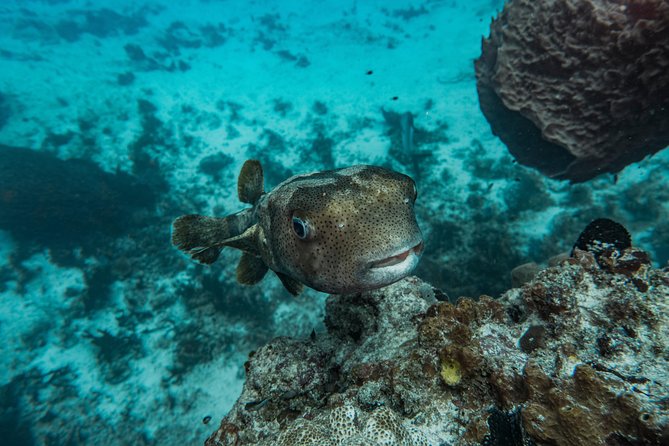 Local Dive in Playa del Carmen - When Bull Sharks Are Part of the Plan (Seasonal Reality Check)