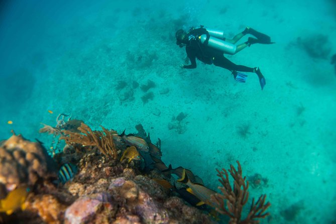 Local Dive in Playa del Carmen - Who This Trip Fits Best