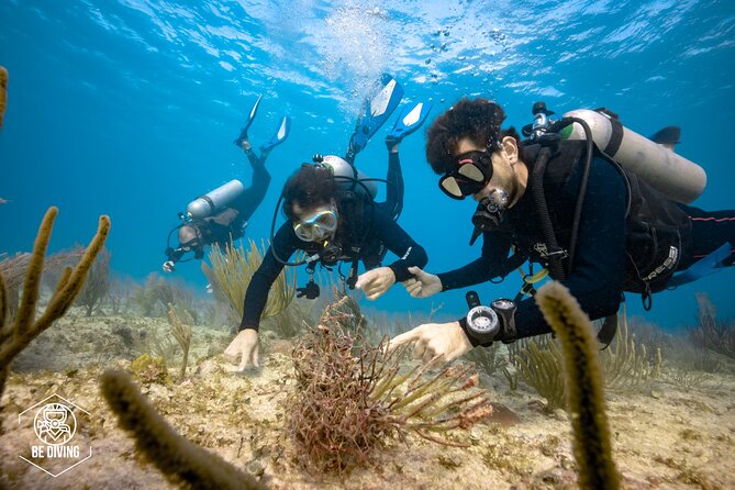 Local Dive in Playa del Carmen - What to Bring (and What to Confirm Before You Go)