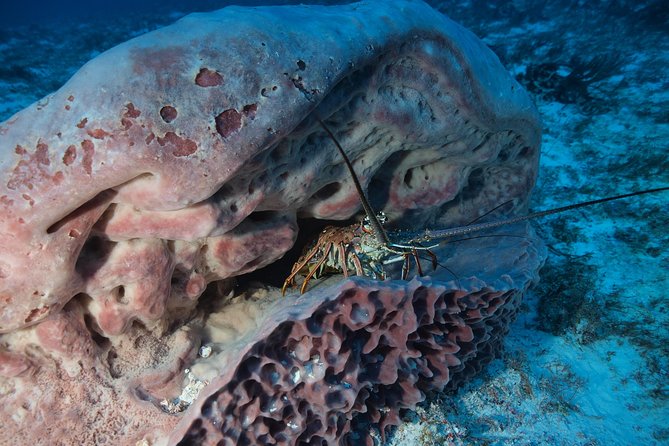 Open Water Diver course PADI including underwater video - What Happens at Diversland: Theory, Pool Skills, and Your Underwater Video