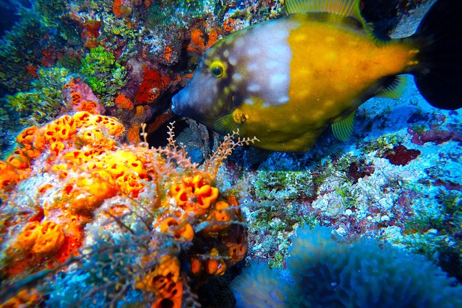 Open Water Diver course PADI including underwater video - Equipment, Fees, and What’s Actually Included (So You Can Budget Calmly)
