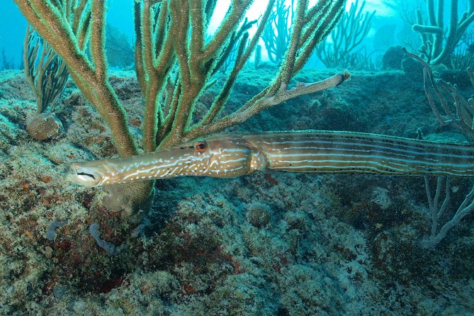 Open Water Diver course PADI including underwater video - Price and Logistics: Morning Pickup, Small Groups, and a Real Start Time