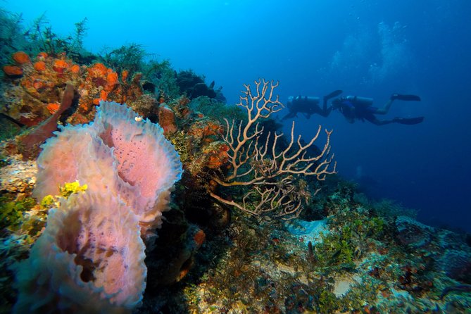 Open Water Diver course PADI including underwater video - Health, Safety, and Comfort: What You Must Know Before You Go