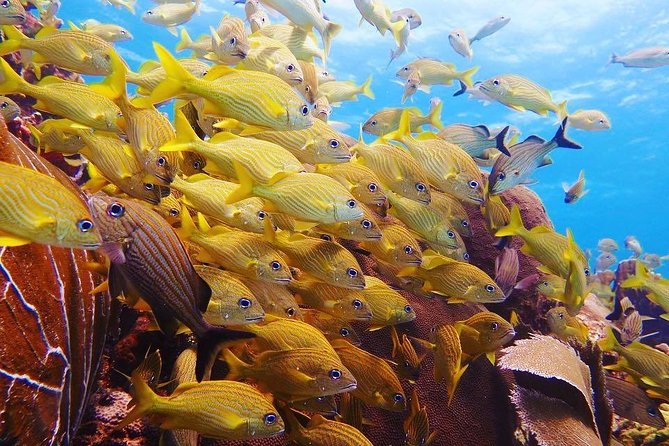 Open Water Diver course PADI including underwater video - Who Should Book This PADI Open Water Course?