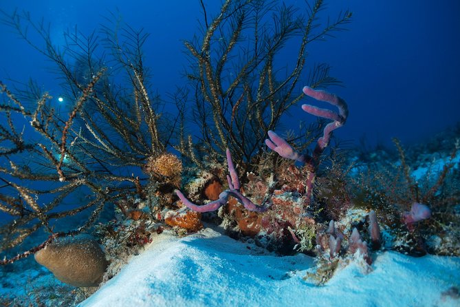 Open Water Diver course PADI including underwater video - The 3-Day Flow: Pool Sessions, Cenote Underwater Sessions, and Open-Water Checkouts
