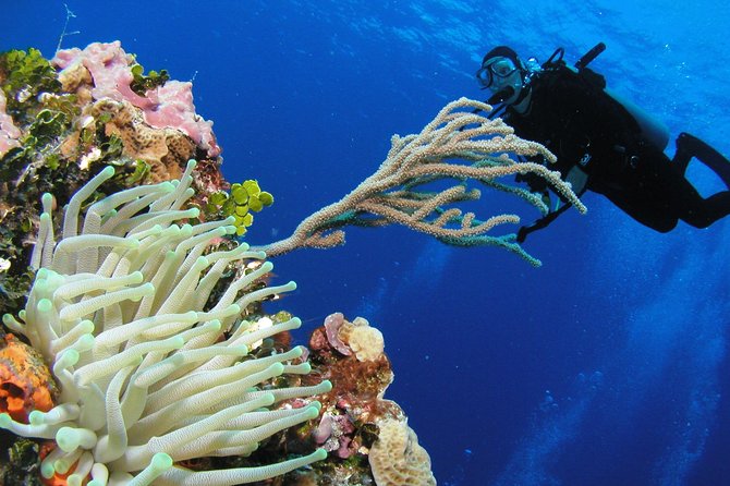PADI Discover Scuba Diving in Playa del Carmen - Price and value: what $135 buys you (and what it doesn’t)