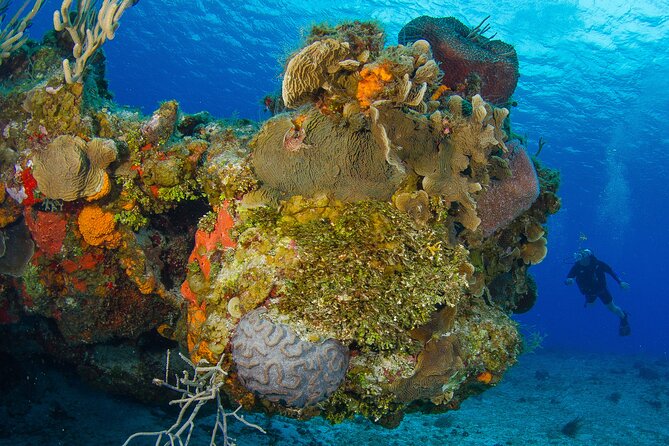 PADI Discover Scuba Diving Program in the Riviera Maya - The reef session: what you should expect to see