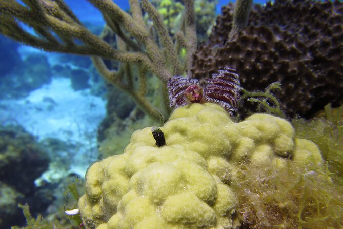 PADI Discover Scuba Diving Program in the Riviera Maya - Small groups and constant supervision (this is the real luxury)