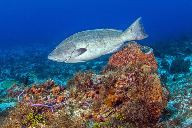 PADI Open Water Diver Course in the Riviera Maya - From Allegro Playacar to Your First Skill Check