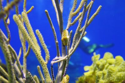 PADI Open Water Diver Course in the Riviera Maya - What the PADI Open Water Diver Course Really Includes