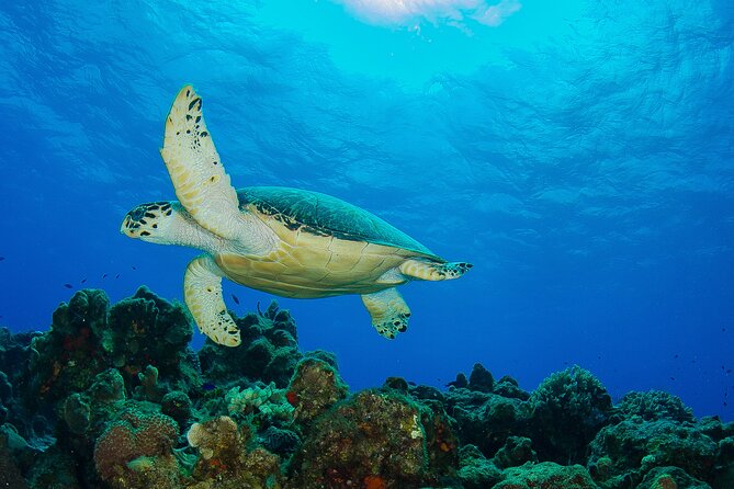 PADI Open Water Diver Course in the Riviera Maya - Small Group Energy: Training That Doesn’t Feel Rushed