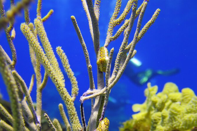 PADI Open Water Diver Course in the Riviera Maya - What the PADI Open Water Diver Course Really Includes