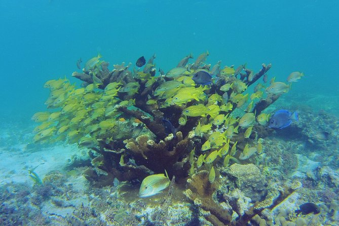 Private Escape: Isla Contoy & Isla Mujeres with Snorkeling - Isla Contoy National Park: Birds, a Museum Stop, and a Lookout Tower
