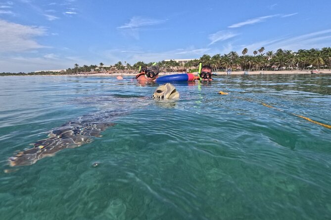 Private Snorkeling with Sea Turtles in Akumal Beach - How This Private Akumal Turtle Snorkel Actually Plays Out