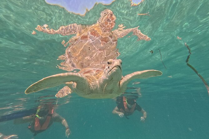 Private Snorkeling with Sea Turtles in Akumal Beach - Entering the Water: What You Need to Be Comfortable With